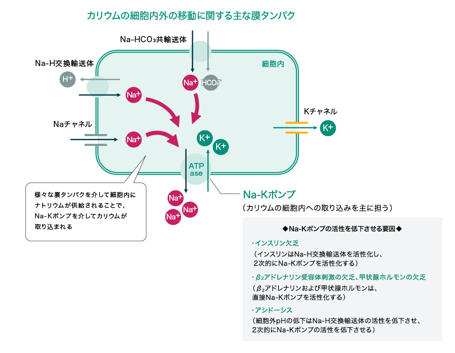 死滅がん細胞による腫瘍崩壊症候群 化学療法前の予防重要 ヨミドクター 読売新聞